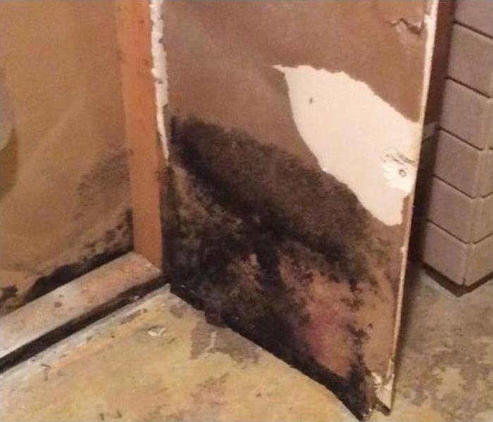mold infestation growing on wall in building